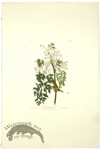 White-Eyed Flycatcher